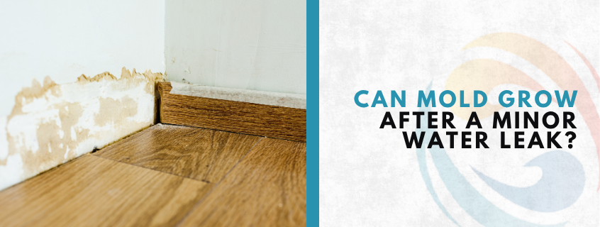 mold after water leak