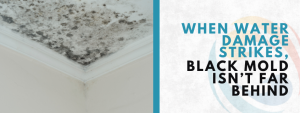 black mold on wood