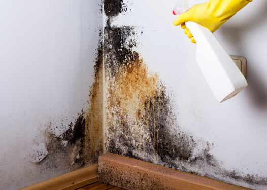 Mold Remediation West Hollywood